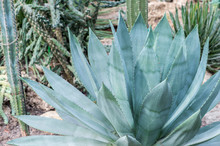 Blue Agave In The Greenhouse Close-up On The Background Of Stones And Other Succulents. Background