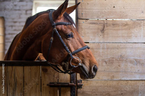 Photographie Bay harnessed horse standing in the stall