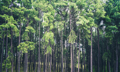 Wall Mural - pine forest
