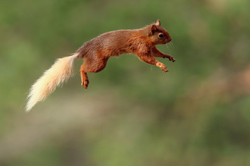 Wall Mural - Flying Jumping Red Squirrel