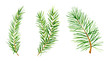 Watercolor set spruce branches Hand drawn illustration