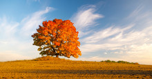 Lonely Tree In The Field In Fiery Autumn Colors