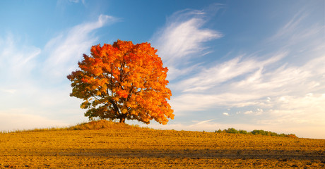 Wall Mural - lonely tree in the field in fiery autumn colors