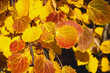 Indian summer. Golden fall. A branch of aspen ordinary (Populus tremula,  trembling poplar)