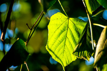 autumnal painted lime tree leaf in back light