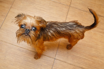 Brussels Griffon puppy