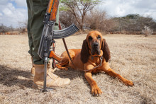 Anti-Poaching Dog