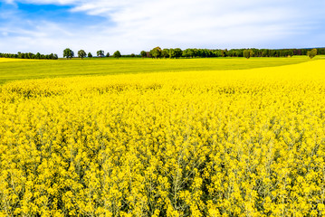 Canvas Print - Oilseed rape field, yellow blooming fields, farm land landscape with rapeseed flowers, spring landscape