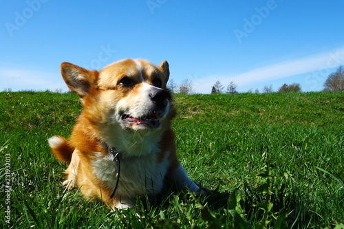 Red Haired Welsh Corgi Pembroke Enjoys Its Life In The Spring Park