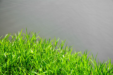 Wall Mural - Green grass background texture.