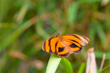 Banded Orange butterlfy (Dryadula phaetusa) on leaf