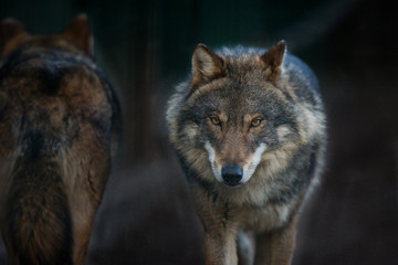 Scary dark gray wolf (Canis lupus)