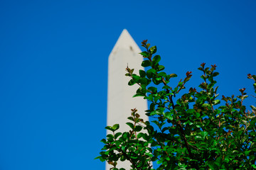 Wall Mural - The Obelisk of Buenos Aires (El Obelisco) behind tree branches with green leaves