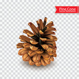 Fototapeta  - Realistic single dry pine cone isolated on transparent background. Object for design. Vector illustration