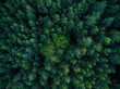 © Stocksy - Aerial scene of the green woods of high mountains.