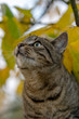 Młody kot wspiął się na drzewo i ukrył wśród liści. 