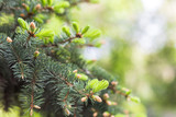 Fototapeta Do akwarium - Blue spruce branches with young needles