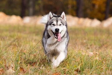 Wall Mural - Malamute dog outdoors