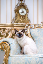 A Two-color Cat Without Tail Of Mekong Bobtail Breed With A Jewel A Precious Necklace Of Pearls Around His Neck Sits On A Retro Baroque Chair In A Royal French Interior. Theme Is Luxurious And Rich