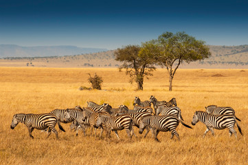 herd of plains zebras in the serengeti national park, tanzania. plains zebra (equus quagga, formerly