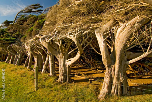 Fotografie, Obraz Windswept trees near Slope Point the southernmost point of the South Island, The Catlins New Zealand