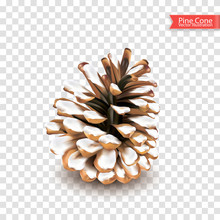 Realistic Single Dry Pine Cone With Snow Isolated On Transparent Background. Object For Design. Vector Illustration