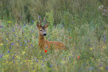 Wall Mural - Roebuck - buck (Capreolus capreolus) Roe deer - goat