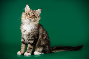 Wall Mural - Maine Coon cat on colored backgrounds