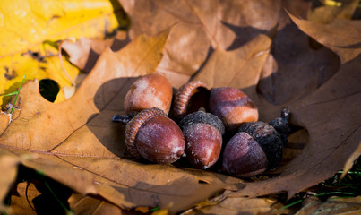 Wall Mural - Autumn in New England. Fallen acorns and oak leaves