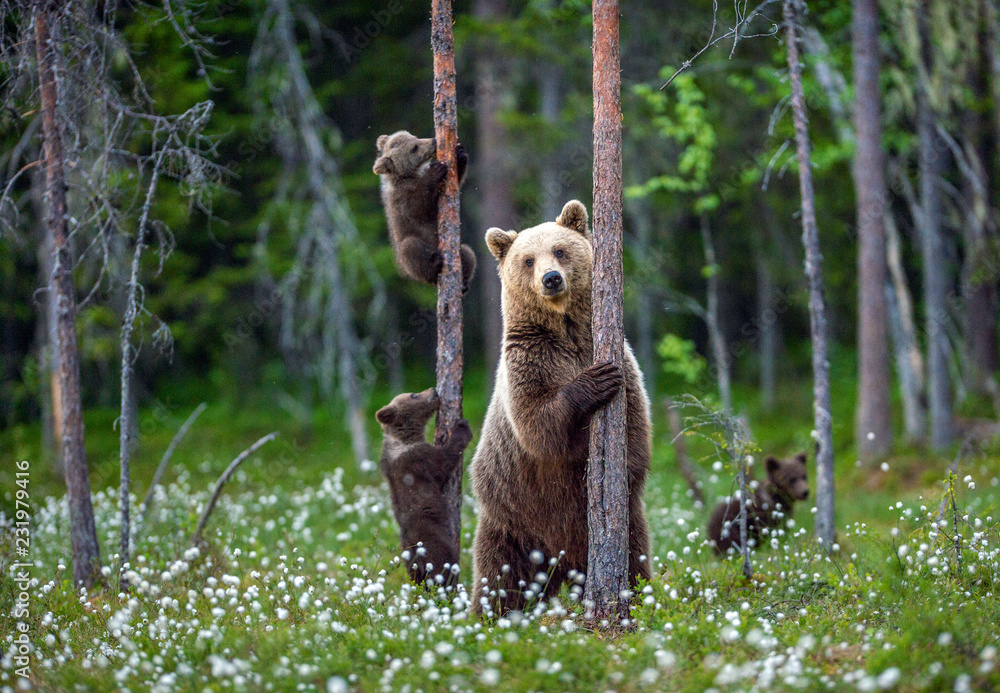 She-bear and cubs. Brown bear cubs climbs a tree. Natural habitat. In Summer forest. Sceintific name: Ursus arctos. - obrazy, fototapety, plakaty 