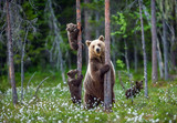 Fototapeta Zwierzęta - She-bear and cubs. Brown bear cubs climbs a tree. Natural habitat. In Summer forest. Sceintific name: Ursus arctos.