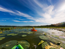 Three Children Kayaking In A Lake Filled With Water Lilies, United States
