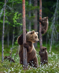 Wall Mural - she-bear and cubs. brown bear cubs climbs a tree. natural habitat. in summer forest. sceintific name