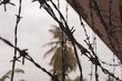 barbed wire in the jungle