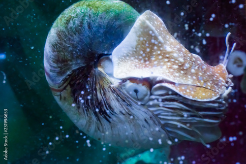 Fotografie, Obraz Marine life portrait of a nautilus in close up rare tropical living fossil cepha
