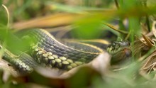 Medium Shot Of A Garter Snake In The Grass With Its Tongue Flicking.