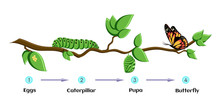 Butterfly Life Cycle Free Stock Photo - Public Domain Pictures