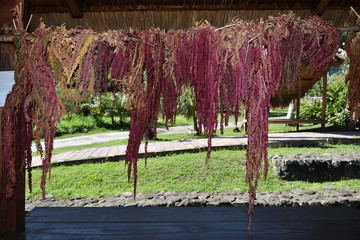 Red quinoa  hanging and drying outdoor    