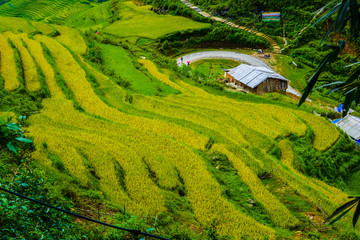 Wall Mural - Terraced fields - Sapa Viet Nam