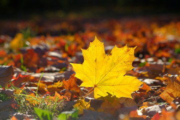 Wall Mural - Yellow maple tree leaf in grass in autumn, fall