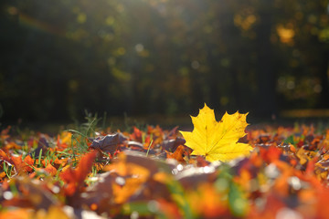 Wall Mural - Yellow maple tree leaf in grass in autumn, fall