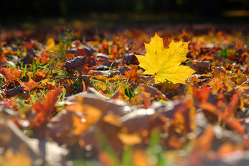Wall Mural - Yellow maple tree leaf in grass in autumn, fall