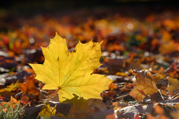 Wall Mural - Yellow maple tree leaf in grass in autumn, fall