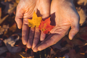 hands holding small colorful maple tree leaves