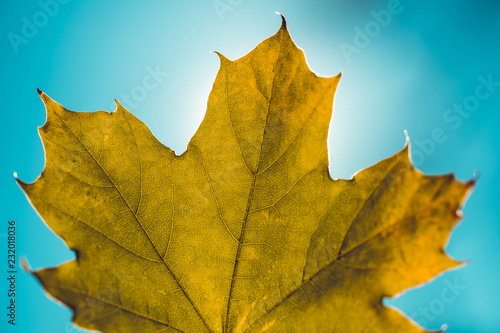 Fotografie, Obraz Close up of isolated maple tree leaf against sun