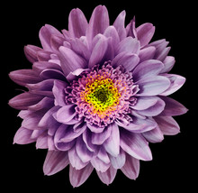 Violet-yellow Chrysanthemum Flower Isolated On Black Background With Clipping Path.  Closeup No Shadows. For Design.  Nature.