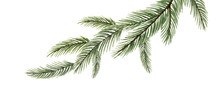 Watercolor Vector Green Spruce Branch, Christmas Tree.