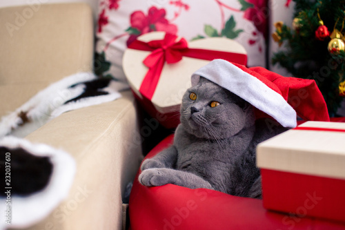 Scottish Fold Mixed With British Shorthair Cat In Gray Color