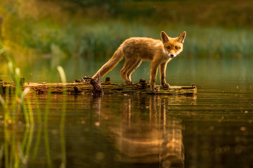 cute red fox, vulpes vulpes in fall forest. beautiful animal in the nature habitat. wildlife scene f