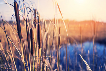 Poster - Autumn landscape with plant of cattail on the bank of the pond